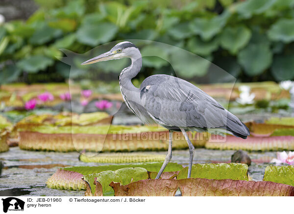 Graureiher / grey heron / JEB-01960