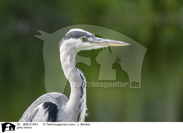Graureiher / grey heron / JEB-01961