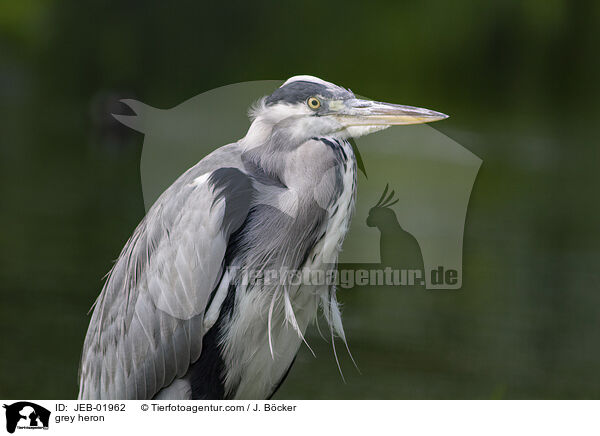 Graureiher / grey heron / JEB-01962