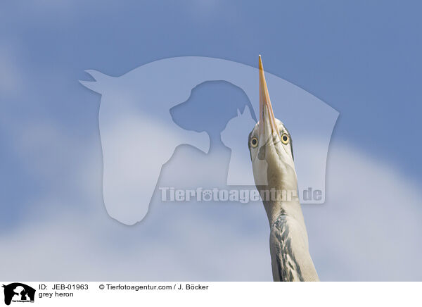 grey heron / JEB-01963