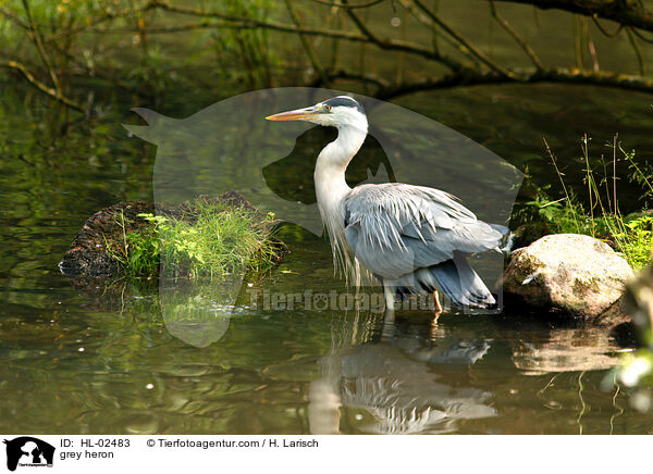 Graureiher / grey heron / HL-02483