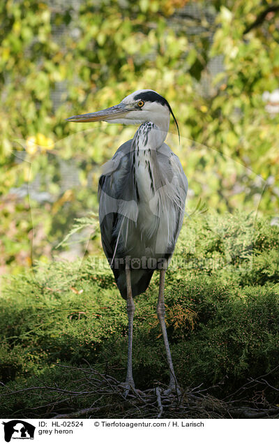 Graureiher / grey heron / HL-02524