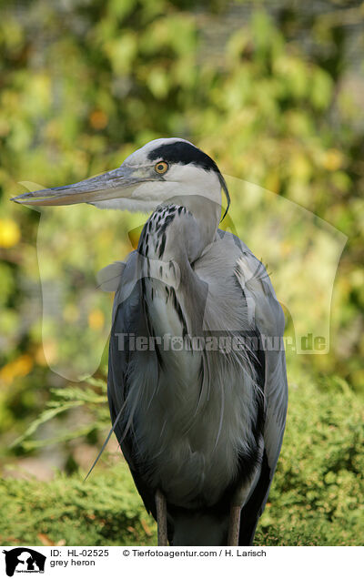 grey heron / HL-02525