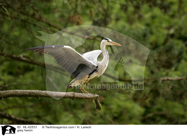 Graureiher / grey heron / HL-02531