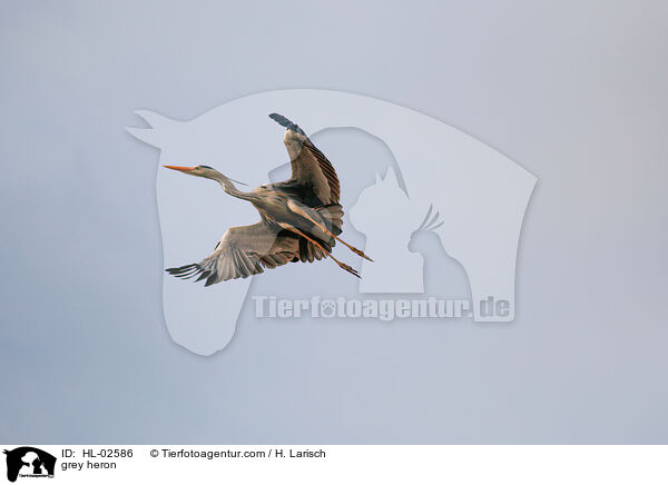 Graureiher / grey heron / HL-02586
