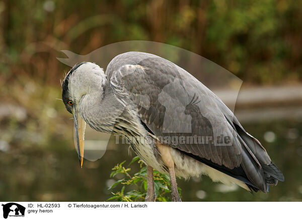 Graureiher / grey heron / HL-02593