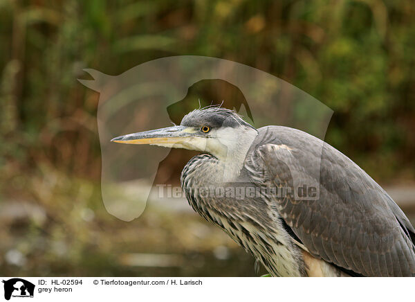 Graureiher / grey heron / HL-02594
