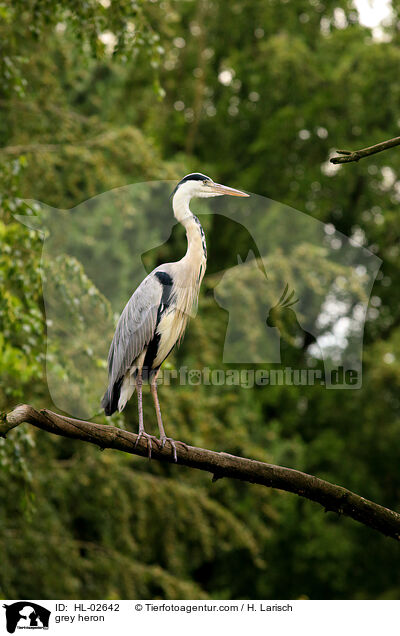 Graureiher / grey heron / HL-02642