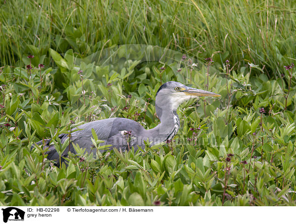 Fischreihe / grey heron / HB-02298