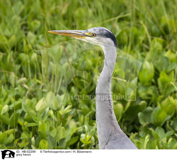 Fischreihe / grey heron / HB-02299