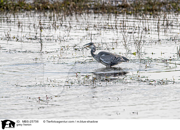 Graureiher / grey heron / MBS-25756