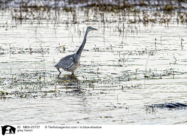 Graureiher / grey heron / MBS-25757