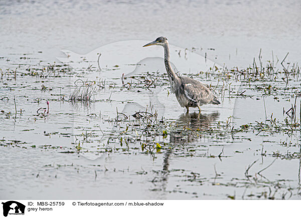 Graureiher / grey heron / MBS-25759