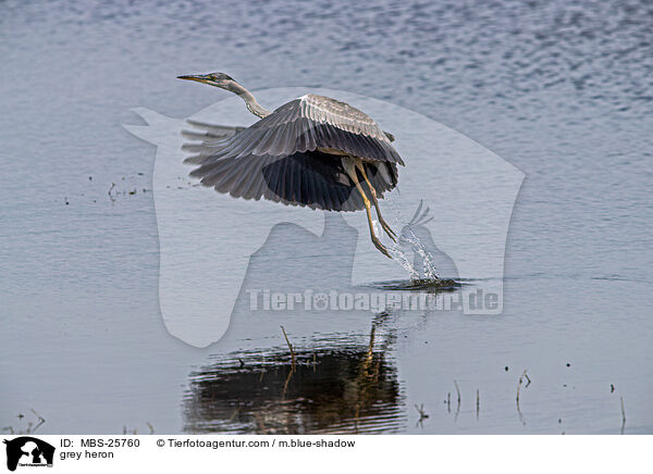 grey heron / MBS-25760