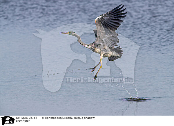 grey heron / MBS-25761