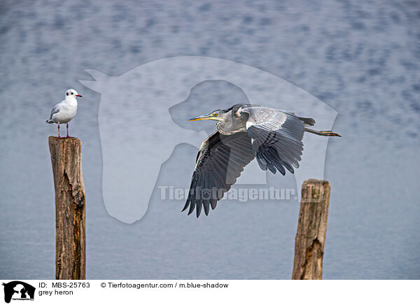Graureiher / grey heron / MBS-25763