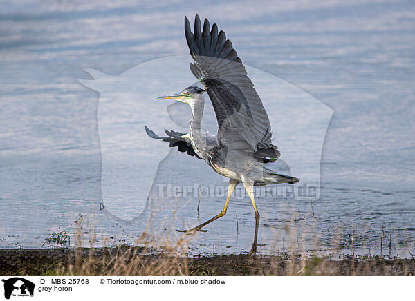 Graureiher / grey heron / MBS-25768
