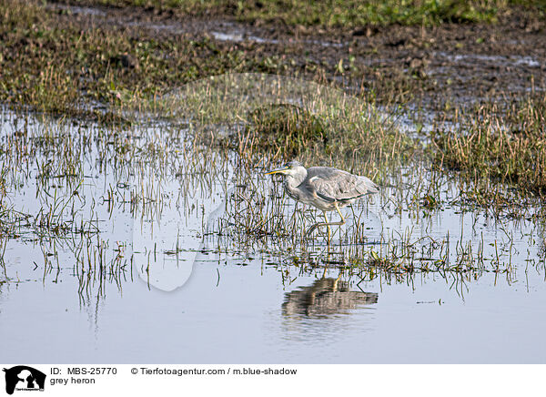 Graureiher / grey heron / MBS-25770