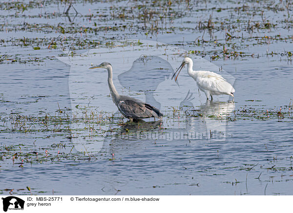 Graureiher / grey heron / MBS-25771