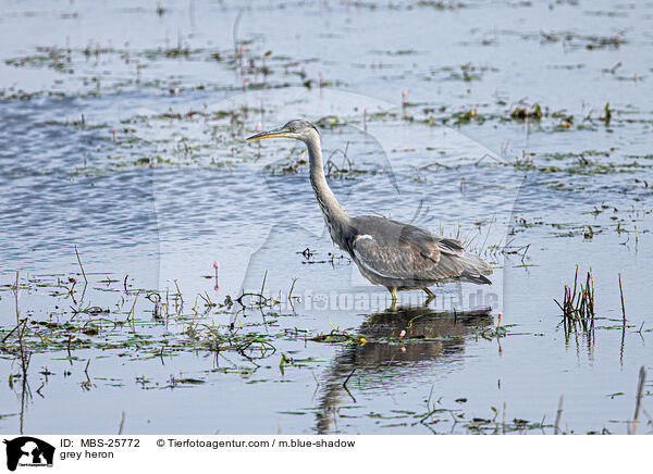 Graureiher / grey heron / MBS-25772