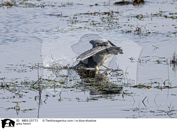 Graureiher / grey heron / MBS-25773
