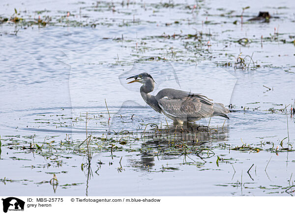 Graureiher / grey heron / MBS-25775