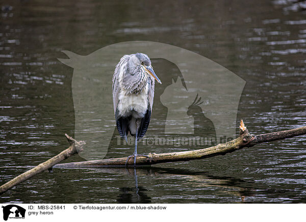 Graureiher / grey heron / MBS-25841