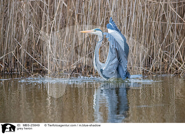 Graureiher / grey heron / MBS-25849