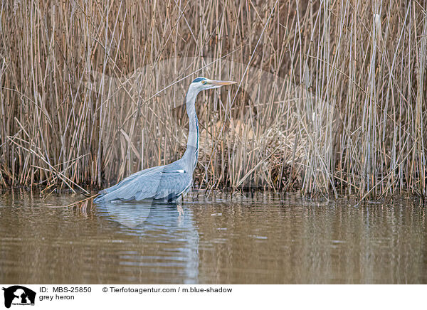 Graureiher / grey heron / MBS-25850