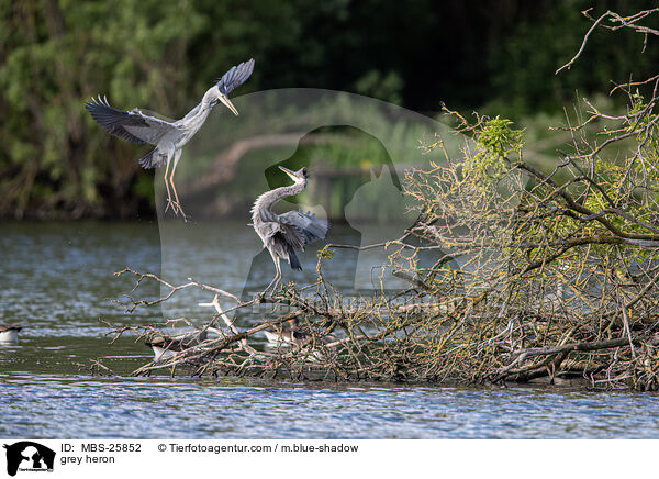 Graureiher / grey heron / MBS-25852