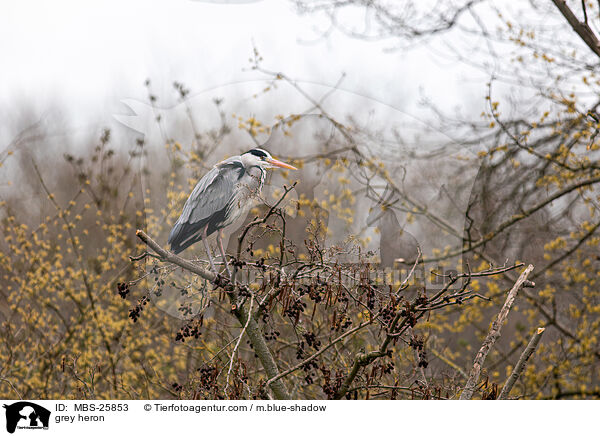 Graureiher / grey heron / MBS-25853