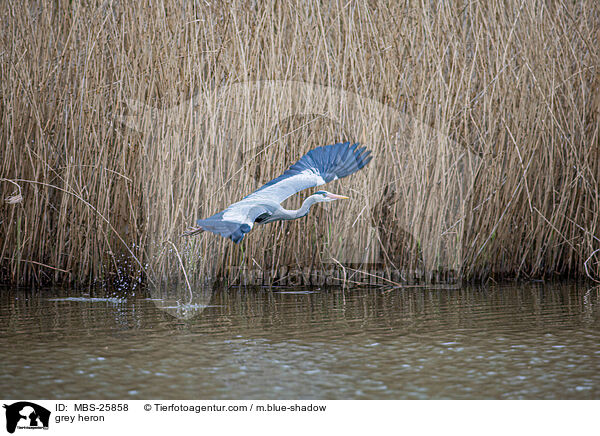 Graureiher / grey heron / MBS-25858