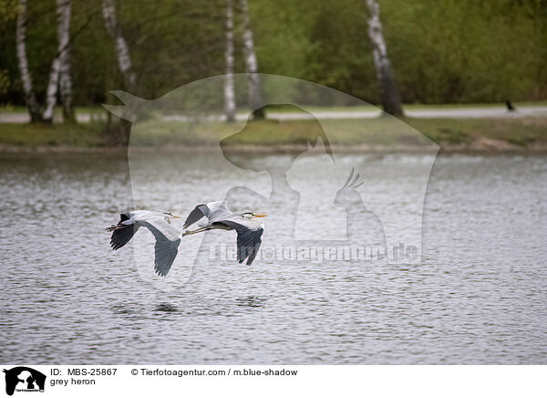 Graureiher / grey heron / MBS-25867