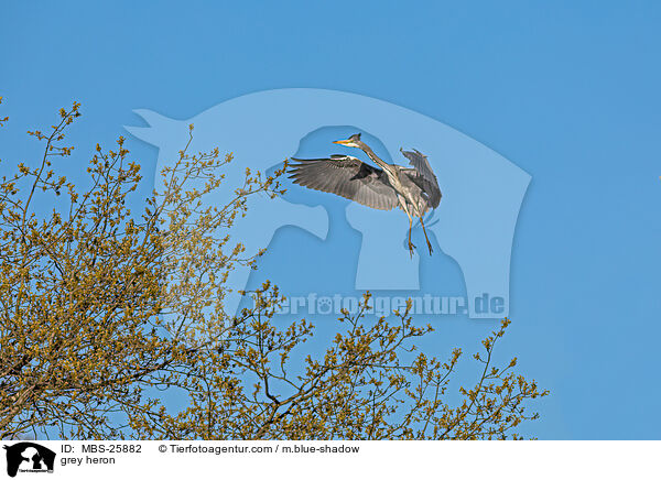 Graureiher / grey heron / MBS-25882