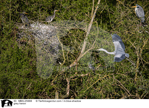 grey heron / MBS-25888