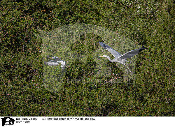 Graureiher / grey heron / MBS-25889