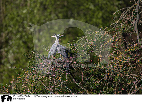 grey heron / MBS-25894
