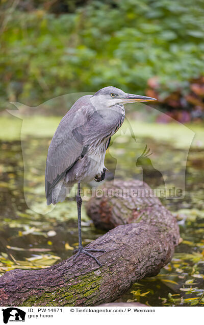 grey heron / PW-14971