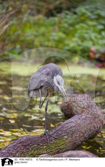 Graureiher / grey heron / PW-14973