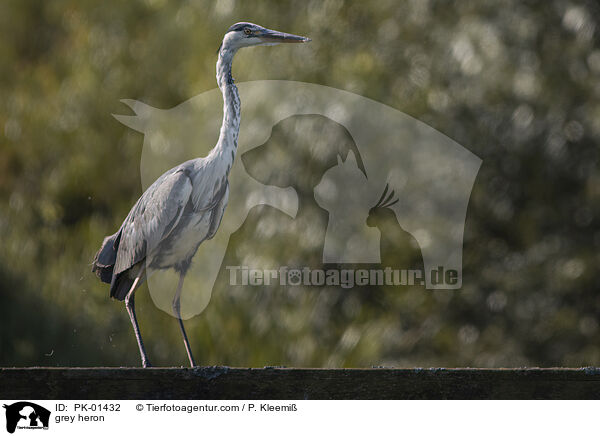 grey heron / PK-01432