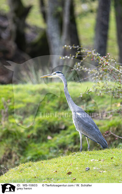 Graureiher / grey heron / WS-10603