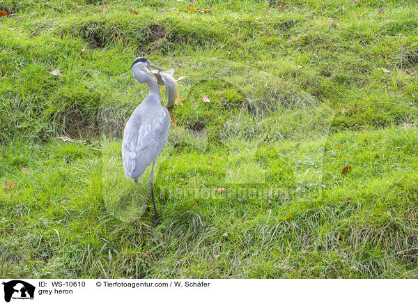 Graureiher / grey heron / WS-10610