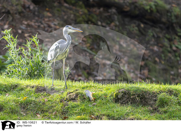 grey heron / WS-10621