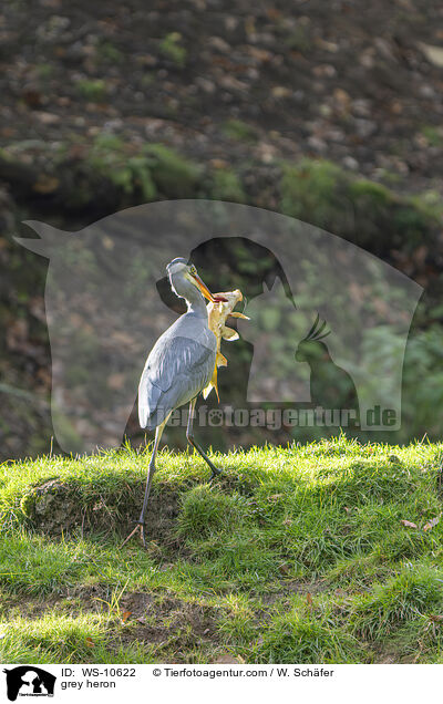 grey heron / WS-10622