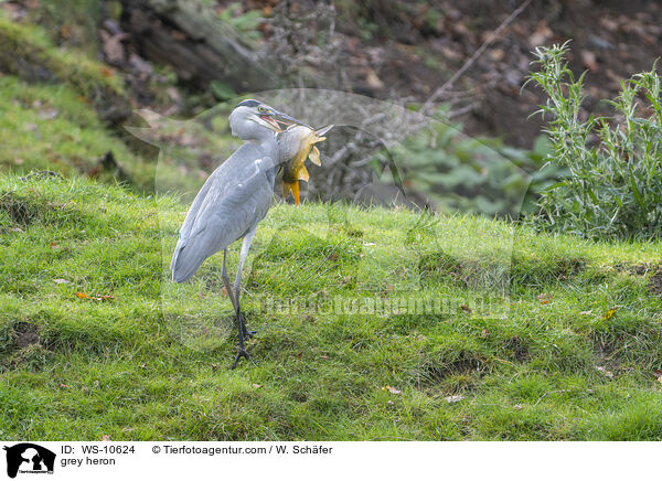 grey heron / WS-10624