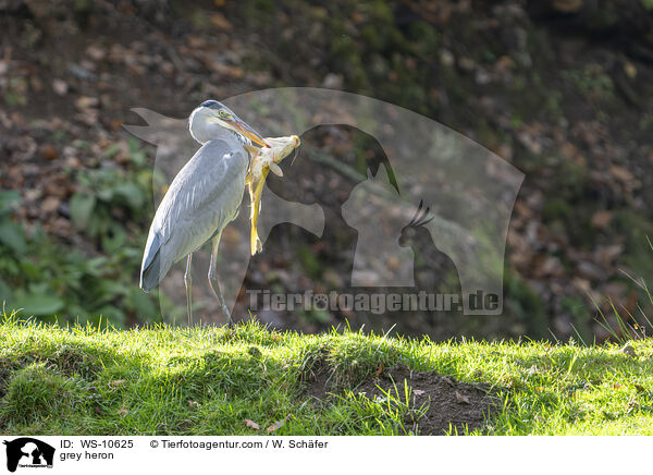 grey heron / WS-10625