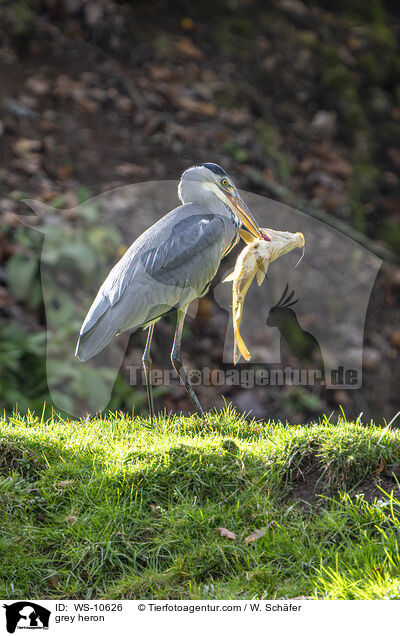 grey heron / WS-10626