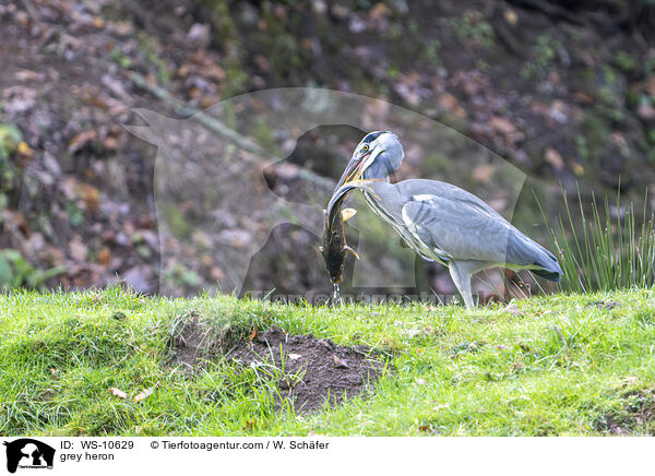 grey heron / WS-10629