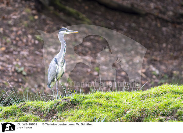 grey heron / WS-10632