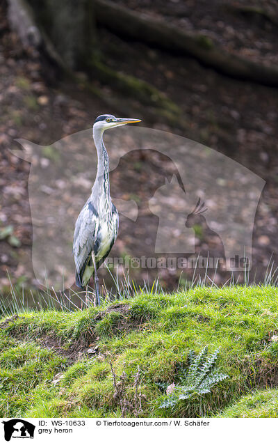 grey heron / WS-10633